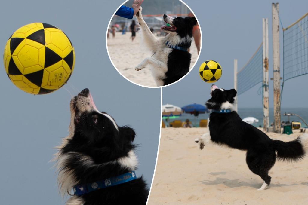 Brazil's latest sports star is a dog who mastered foot volleyball - a combination of soccer and volleyball